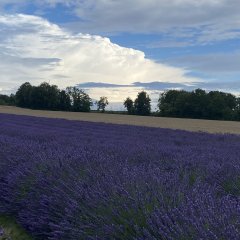 Lavendel Feld