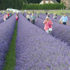 Teilnehmende laufen durch Lavendel Feld