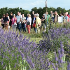 Lavendel Feld im Vordergrund, Teilnehmende im Hintergrund